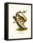 Woolly Spider Monkey-null-Framed Stretched Canvas