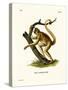 Woolly Spider Monkey-null-Stretched Canvas