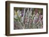 Wooly Jacket Prickly Pear Cactus and Penstemon, Arizona Sonoran Desert Museum, Tucson, Arizona-Chuck Haney-Framed Photographic Print