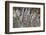 Wooly Jacket Prickly Pear Cactus and Penstemon, Arizona Sonoran Desert Museum, Tucson, Arizona-Chuck Haney-Framed Photographic Print