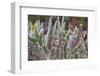 Wooly Jacket Prickly Pear Cactus and Penstemon, Arizona Sonoran Desert Museum, Tucson, Arizona-Chuck Haney-Framed Photographic Print