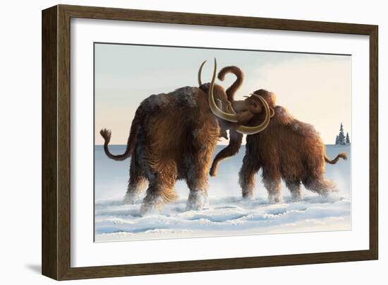 Wooly Mammoths-Lantern Press-Framed Art Print