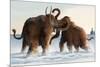 Wooly Mammoths-Lantern Press-Mounted Art Print