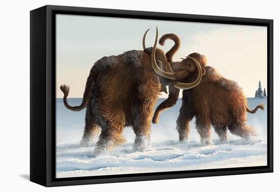 Wooly Mammoths-Lantern Press-Framed Stretched Canvas