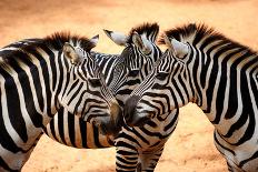 Three Zebras Kissing-worakit-Framed Photographic Print