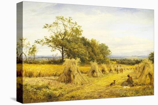 Worcestershire Cornfield-Benjamin Williams Leader-Stretched Canvas