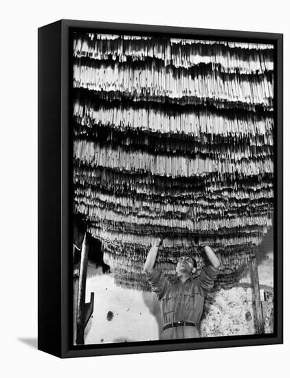 Worker at Pasta Factory Inspecting Spaghetti in Drying Room-Alfred Eisenstaedt-Framed Stretched Canvas