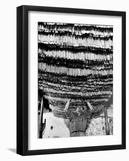 Worker at Pasta Factory Inspecting Spaghetti in Drying Room-Alfred Eisenstaedt-Framed Photographic Print