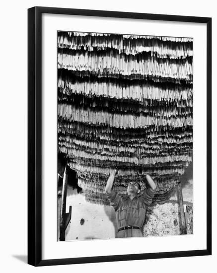 Worker at Pasta Factory Inspecting Spaghetti in Drying Room-Alfred Eisenstaedt-Framed Photographic Print