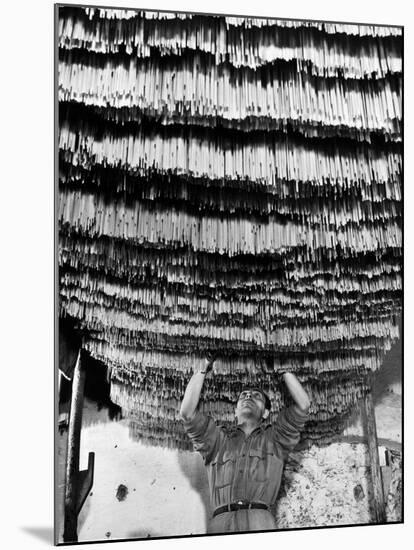 Worker at Pasta Factory Inspecting Spaghetti in Drying Room-Alfred Eisenstaedt-Mounted Photographic Print