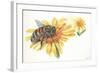 Worker Bee Apis Mellifica Sucking Nectar and Pollen from Flower-null-Framed Giclee Print