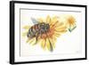 Worker Bee Apis Mellifica Sucking Nectar and Pollen from Flower-null-Framed Giclee Print