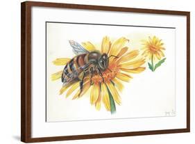 Worker Bee Apis Mellifica Sucking Nectar and Pollen from Flower-null-Framed Giclee Print