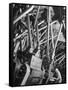 Worker Checking Quality Control at Flour Mill-Margaret Bourke-White-Framed Stretched Canvas