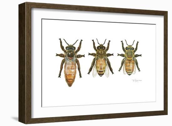 Worker, Drone, and Queen Honey Bees-Tim Knepp-Framed Premium Giclee Print