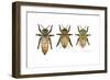 Worker, Drone, and Queen Honey Bees-Tim Knepp-Framed Premium Giclee Print