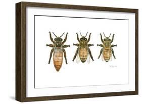 Worker, Drone, and Queen Honey Bees-Tim Knepp-Framed Premium Giclee Print