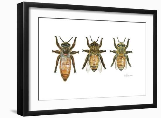 Worker, Drone, and Queen Honey Bees-Tim Knepp-Framed Premium Giclee Print