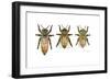 Worker, Drone, and Queen Honey Bees-Tim Knepp-Framed Premium Giclee Print