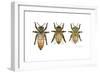 Worker, Drone, and Queen Honey Bees-Tim Knepp-Framed Premium Giclee Print