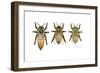 Worker, Drone, and Queen Honey Bees-Tim Knepp-Framed Giclee Print