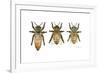 Worker, Drone, and Queen Honey Bees-Tim Knepp-Framed Giclee Print