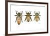 Worker, Drone, and Queen Honey Bees-Tim Knepp-Framed Giclee Print