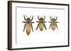 Worker, Drone, and Queen Honey Bees-Tim Knepp-Framed Giclee Print