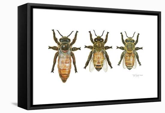 Worker, Drone, and Queen Honey Bees-Tim Knepp-Framed Stretched Canvas
