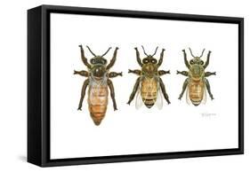 Worker, Drone, and Queen Honey Bees-Tim Knepp-Framed Stretched Canvas
