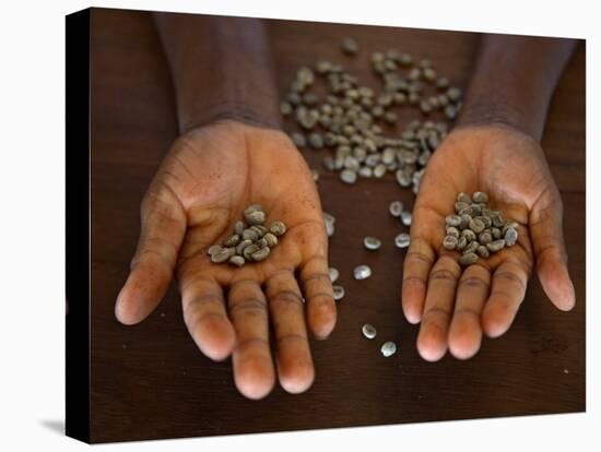 Worker from the Plantation 'Roca Nova Moka' in Sao Tomé Holds Some Coffee Beans-Camilla Watson-Stretched Canvas