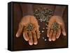 Worker from the Plantation 'Roca Nova Moka' in Sao Tomé Holds Some Coffee Beans-Camilla Watson-Framed Stretched Canvas