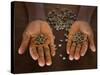 Worker from the Plantation 'Roca Nova Moka' in Sao Tomé Holds Some Coffee Beans-Camilla Watson-Stretched Canvas