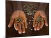 Worker from the Plantation 'Roca Nova Moka' in Sao Tomé Holds Some Coffee Beans-Camilla Watson-Mounted Premium Photographic Print
