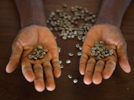 Worker from the Plantation 'Roca Nova Moka' in Sao Tomé Holds Some Coffee  Beans' Photographic Print - Camilla Watson | AllPosters.com