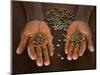 Worker from the Plantation 'Roca Nova Moka' in Sao Tomé Holds Some Coffee Beans-Camilla Watson-Mounted Photographic Print