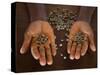 Worker from the Plantation 'Roca Nova Moka' in Sao Tomé Holds Some Coffee Beans-Camilla Watson-Stretched Canvas