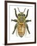 Worker Honey Bee-Tim Knepp-Framed Giclee Print
