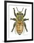 Worker Honey Bee-Tim Knepp-Framed Giclee Print