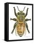 Worker Honey Bee-Tim Knepp-Framed Stretched Canvas