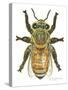 Worker Honey Bee-Tim Knepp-Stretched Canvas