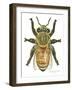 Worker Honey Bee-Tim Knepp-Framed Giclee Print