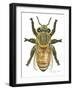 Worker Honey Bee-Tim Knepp-Framed Giclee Print