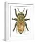 Worker Honey Bee-Tim Knepp-Framed Giclee Print