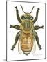 Worker Honey Bee-Tim Knepp-Mounted Giclee Print