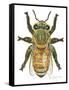 Worker Honey Bee-Tim Knepp-Framed Stretched Canvas