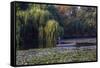 Worker in Boat Cleaning Green Lake, Kunming China-Darrell Gulin-Framed Stretched Canvas