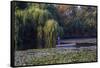 Worker in Boat Cleaning Green Lake, Kunming China-Darrell Gulin-Framed Stretched Canvas