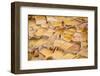 Worker Mining for Salt, Salineras De Maras, Maras Salt Flats, Sacred Valley, Peru, South America-Laura Grier-Framed Photographic Print