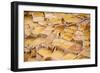 Worker Mining for Salt, Salineras De Maras, Maras Salt Flats, Sacred Valley, Peru, South America-Laura Grier-Framed Photographic Print